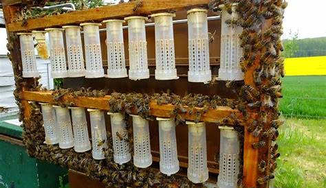 Elevage de reines simple : Méthode du cadre à plat - Histoires d'abeilles