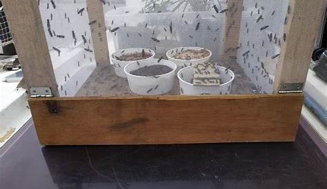 Black Soldier Fly breeding - Low-tech Lab | Black soldier fly, Soldier
