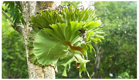 Elkhorn Fern Care Staghorn Plant & Growing Guide