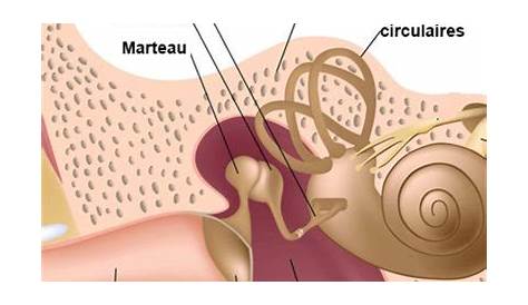 Enclume Oreille Moyenne PPT ANATOMIE DE L’OREILLE PowerPoint Presentation, Free