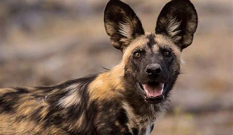 African Wild Dog - Facts, Pictures, Rescue, Life Span, Temperament