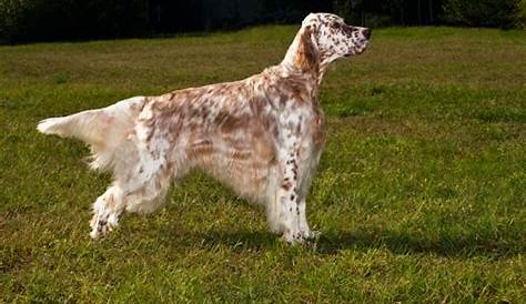 Breed Focus on the English Setter