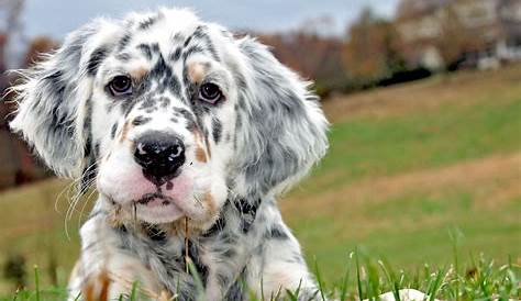English Setter Dog Breed Information - All About Dogs