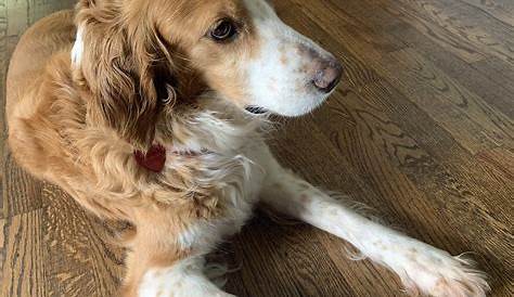 Tommy – 1 year old male English Setter dog for adoption