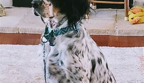 English Setter puppies - Care, training and more | Pawzy