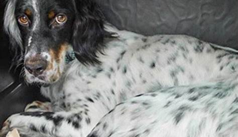 17 Best images about English Setters on Pinterest | Clark gable