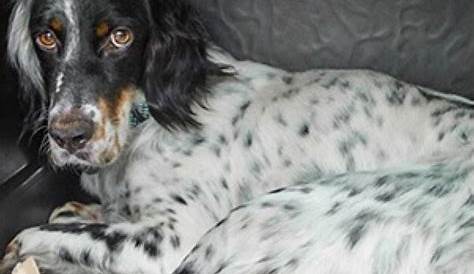 English Setter Dog, history, characteristics of the breed, breed