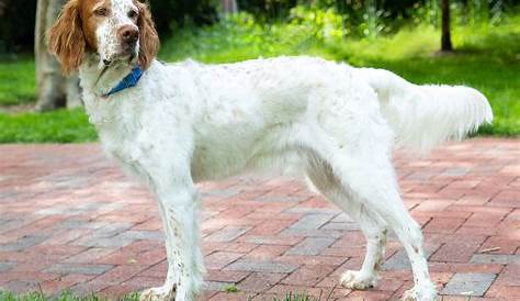 The English Setter: A Guide for Owners - PetHelpful
