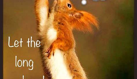 Weekend funny | Long weekend | Animal funny | Cute squirrel | Celebrate