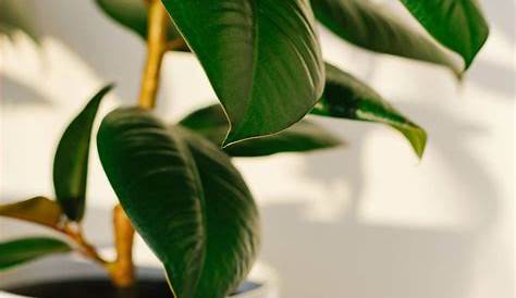 Plante caoutchouc entretien : comment cultiver le ficus elastica