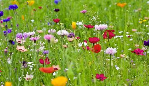 Pflegeleicht und wunderschön: Wildblumenwiesen im Garten