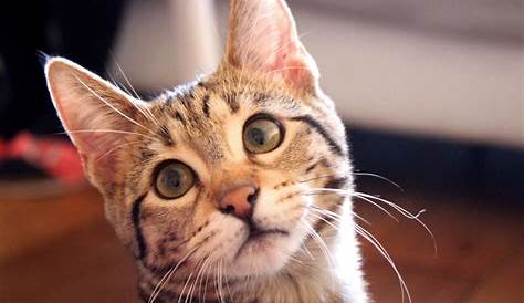 Decent Image Scraps: Cat Animation | Adorabili gattini, Gattini, Animali