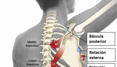 Ejercicio postural para la espalda en general y las escapulas