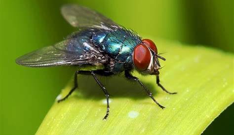 La mosca común: ¿qué tan mala es para su salud? | EL DEBATE