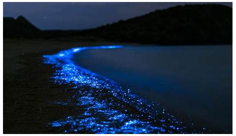 Mar de Estrellas, Playa que Brilla en la Noche: bioluminiscencia un