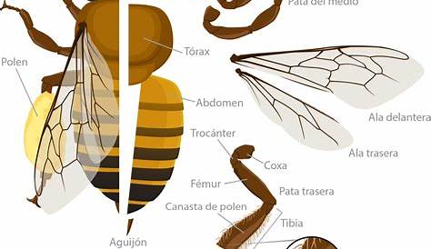 Anatomía externa de las abejas | Fundación Amigos de las Abejas