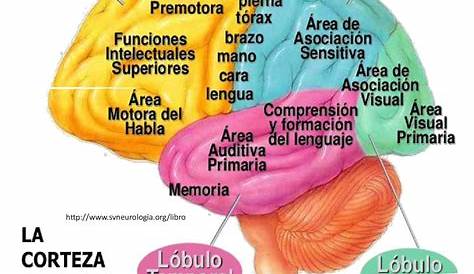 Resultado de imagen para estructuras y regiones del cerebro | Anatomia