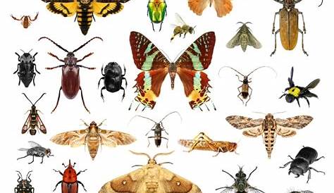 Pòster dels insectes | Ciclidos, Tipos de ojos, Insectos