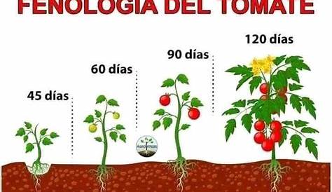 La Loc@: Fenología del Tomate