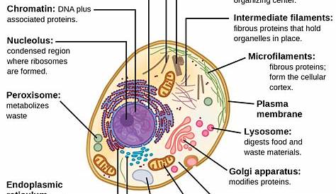 Eukaryotic cell structure Eukaryotic cell, Cell parts