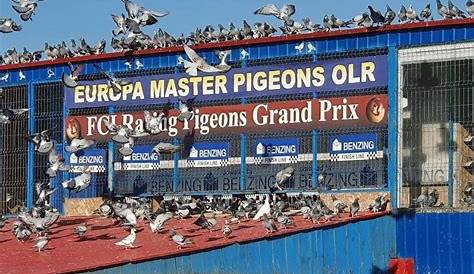 Suprem Pigeon One Loft Race Romania final race Rezovo 2019 August 26