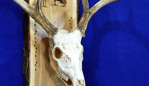 How to make a European style trophy mount — Ullberg