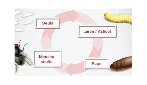Reproduction des mouches | Rentokil Luxembourg