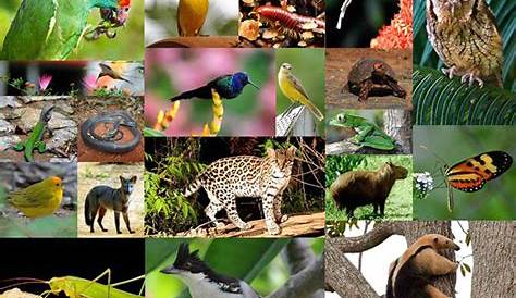 Fauna e Flora da Caatinga - ISPN - Instituto Sociedade, População e