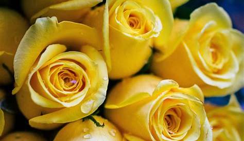 Historia y significado de las rosas amarillas - Fincas de rosas