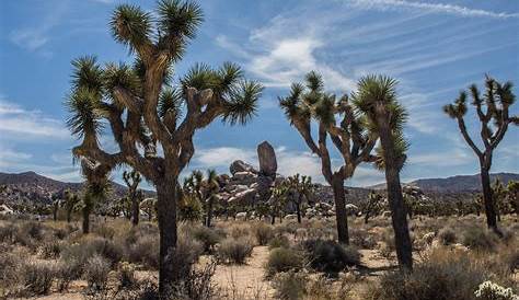 10 Facts About The Joshua Tree - THE ENVIRONMENTOR