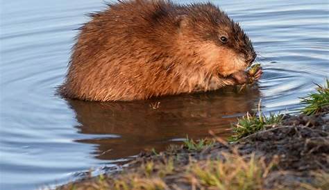 The Common Muskrat | Learn about Nature 📔 - YouTube