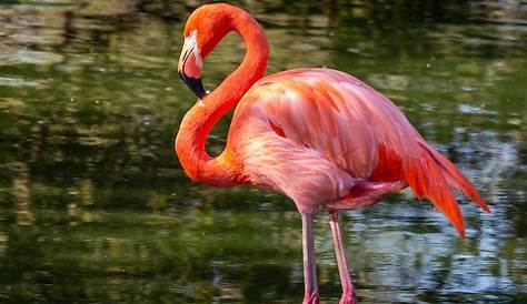 American Flamingo - Flamingo Facts and Information