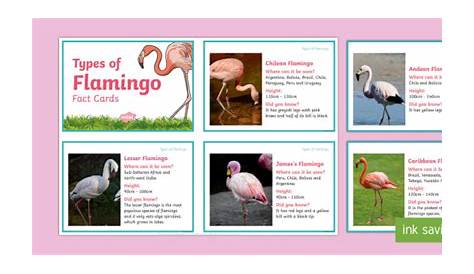 Flamingo Facts for Kids - Flamingo Behavior & Diet