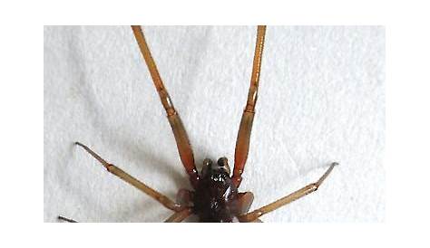 Male Steatoda grossa (False Black Widow) in Hillsboro