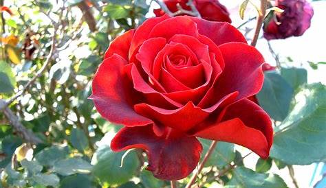Búscame en el ciclo de la vida: 13 Rosas Rojas