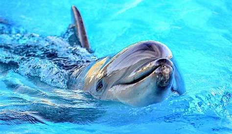 5 fatos surpreendentes sobre os golfinhos - Ideia de Pet