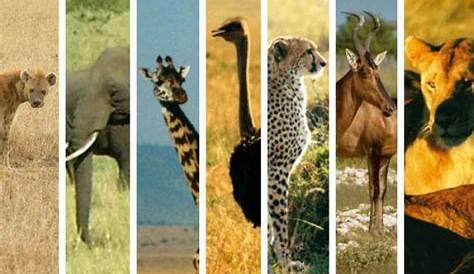 W Fauna & Flora | African Parks
