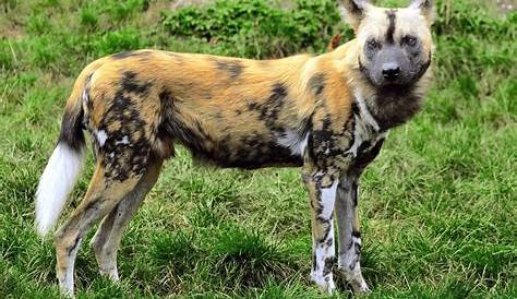 Climate change is causing endangered African wild dogs to give birth