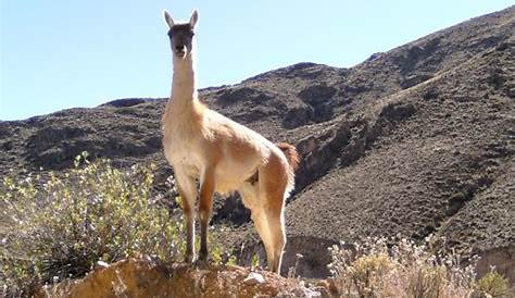 Conociendo la Flora y Fauna de la XV Region de Arica y Parinacota