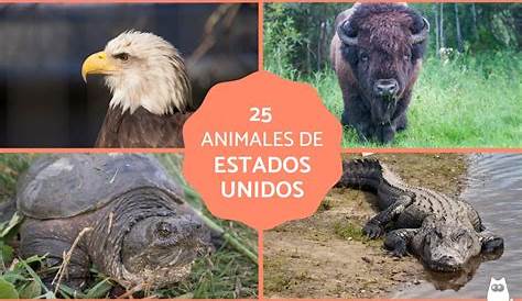 Flora y Fauna de Estados Unidos