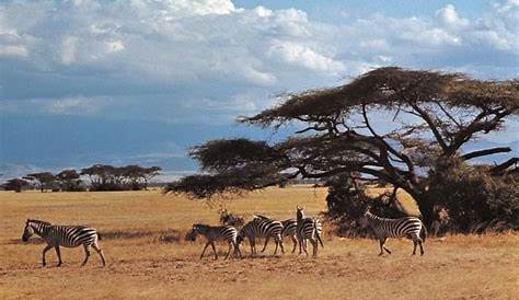 Afrika-Junior Tiere der Savanne