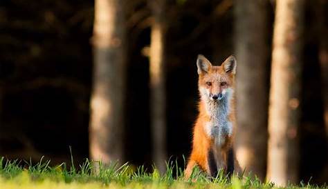 La fauna - El Norte y el Centro de Portugal - Portugal