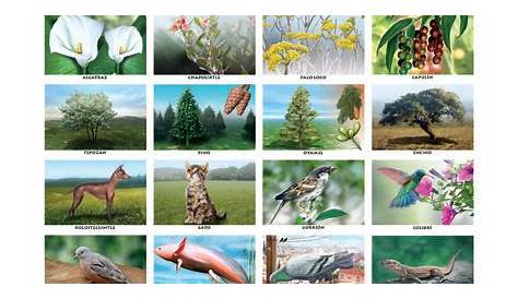 Lista 105+ Foto Imagenes De Flora Y Fauna De Brasil Lleno