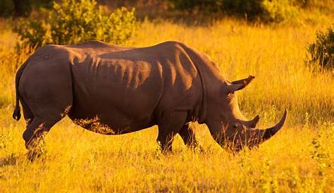 Foto della fauna selvatica del Sudafrica ★ - Consigli di viaggio