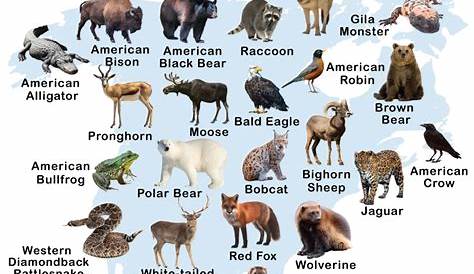 North America flora and fauna map, flat elements. Animals, birds and