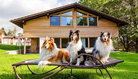 3 empfehlenswerte Ferienhäuser für den Urlaub mit Hund - Mein Tophotel