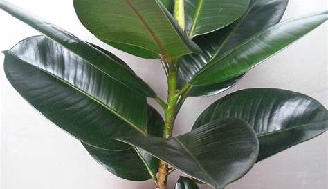 Plante caoutchouc-Ficus Elastica Robusta-Plante d’intérieur-Livrée