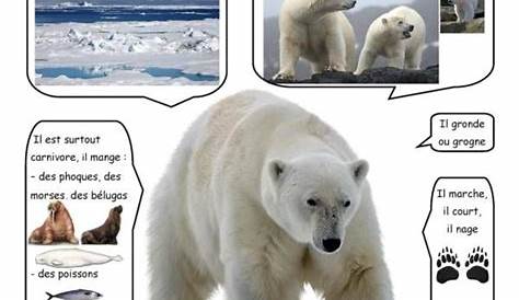L’ours polaire : la fiche documentaire | Hiver | Polaire, Animaux