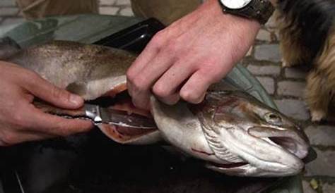 Fisch richtig ausnehmen und essen - von Kieme bis Flosse - WELT