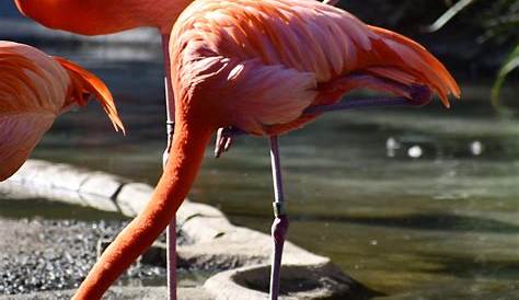 Flamingo in zoo stock photo. Image of green, family, long - 68300178